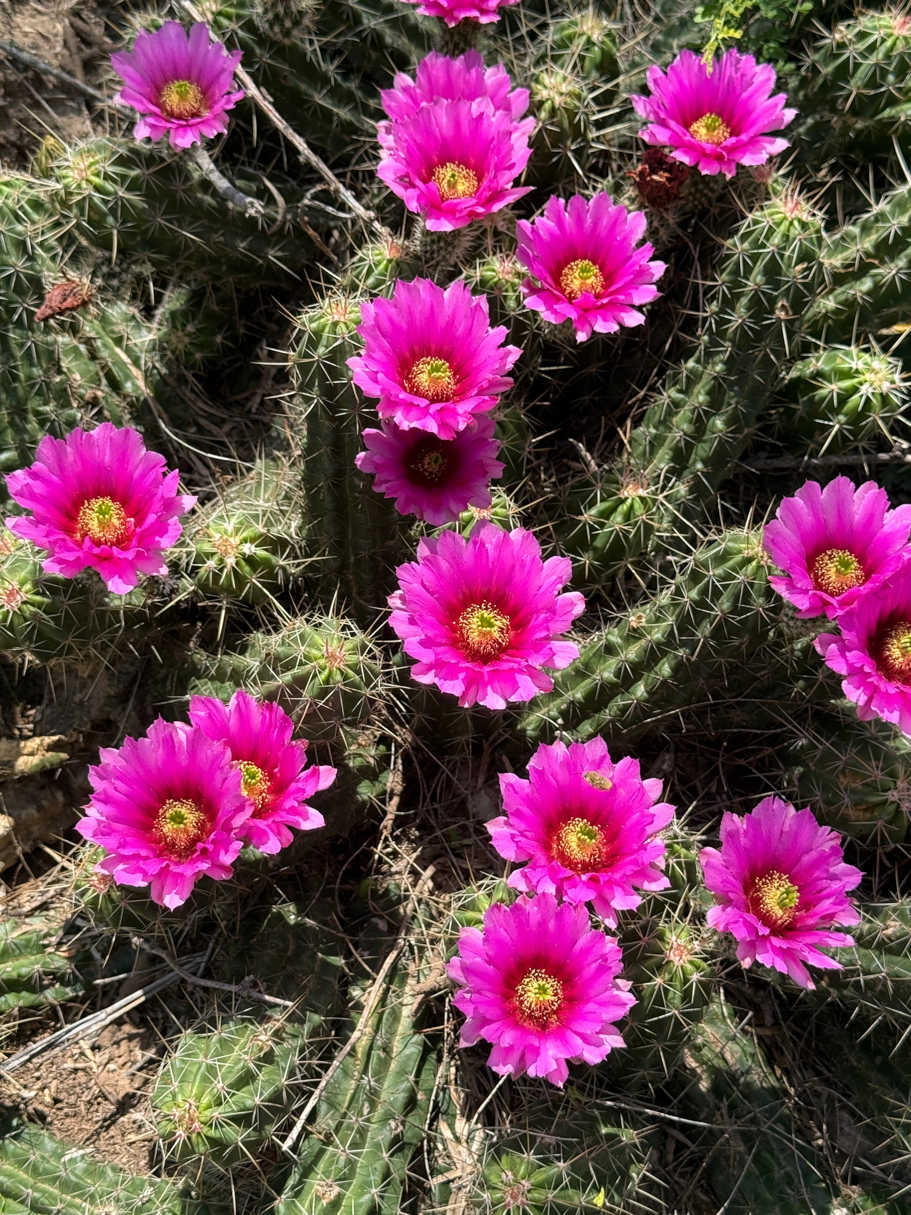 A Transformation in the Desert