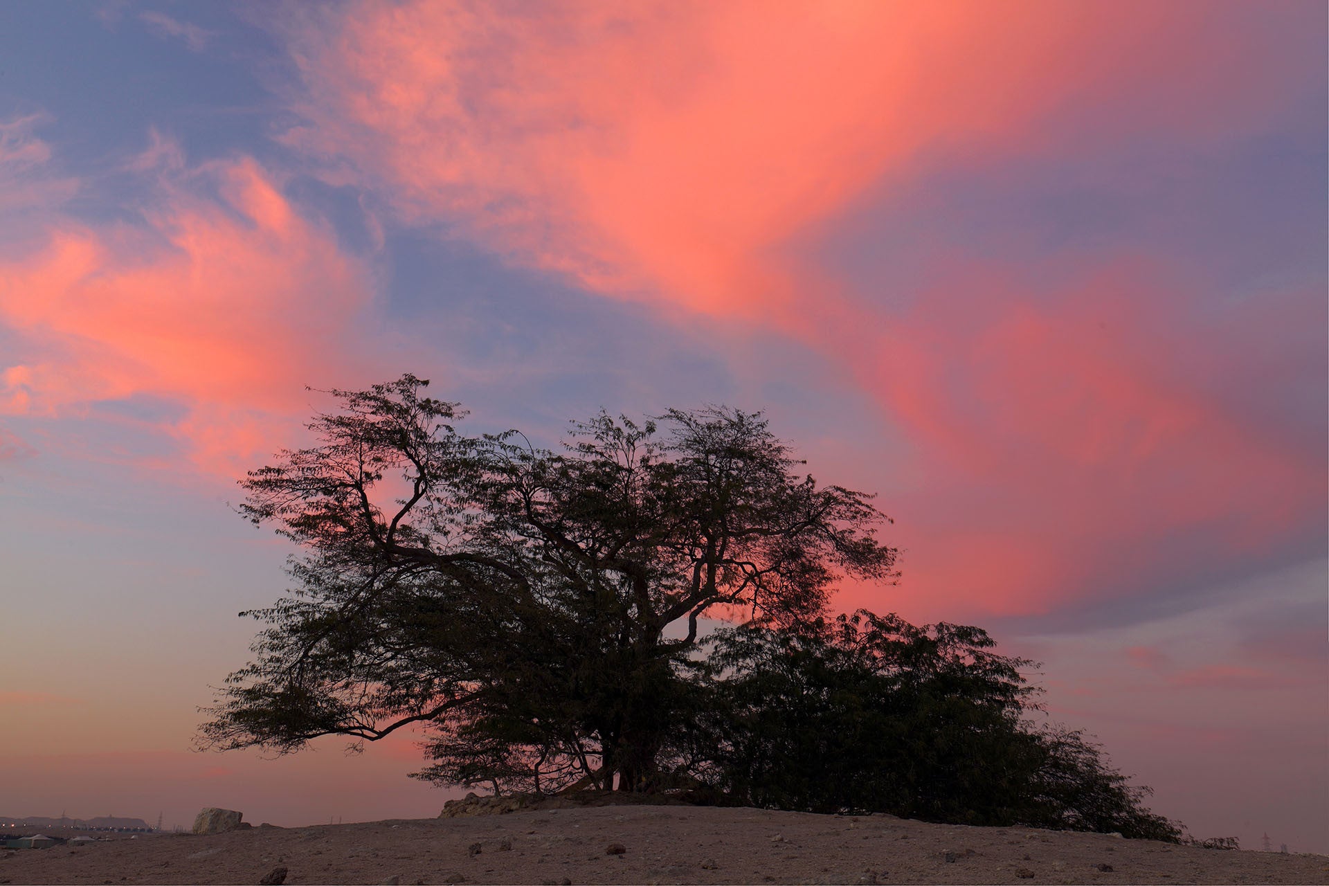 Bahrain’s The Tree of Life