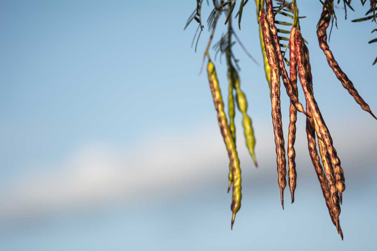 Mesquite Beans: 2021’s Next Gluten-Free Superfood