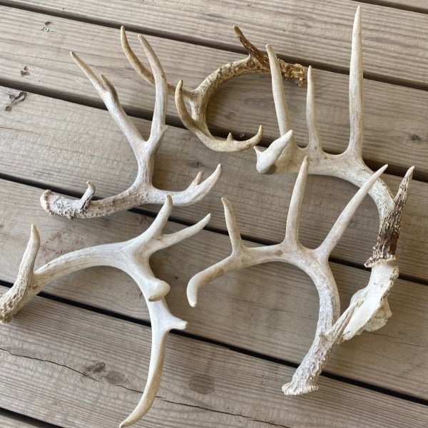 White-tailed Deer Antlers: Medium/Large 5 to 7points