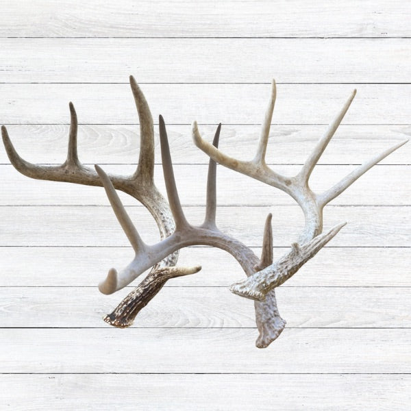 White-tailed Deer Antlers: Medium/Large 5 to 7points