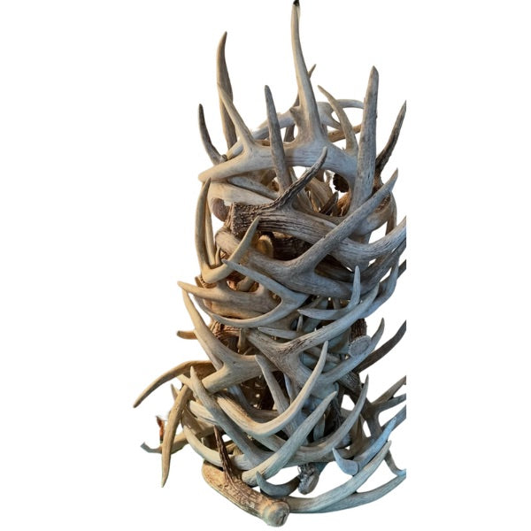 White-tailed Deer Antlers: Medium/Large 5 to 7points