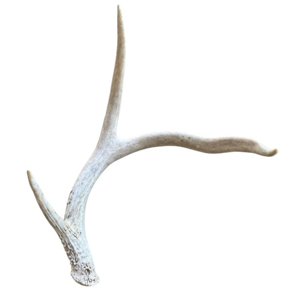 White-tailed Deer Antlers: Small/Medium 2 to 4 points