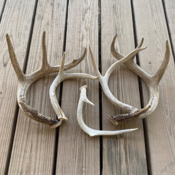White-tailed Deer Antlers: Small/Medium 2 to 4 points