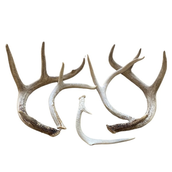 White-tailed Deer Antlers: Small/Medium 2 to 4 points