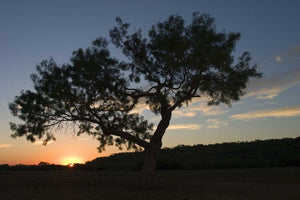 The Mesquite Tree: History’s Treasure