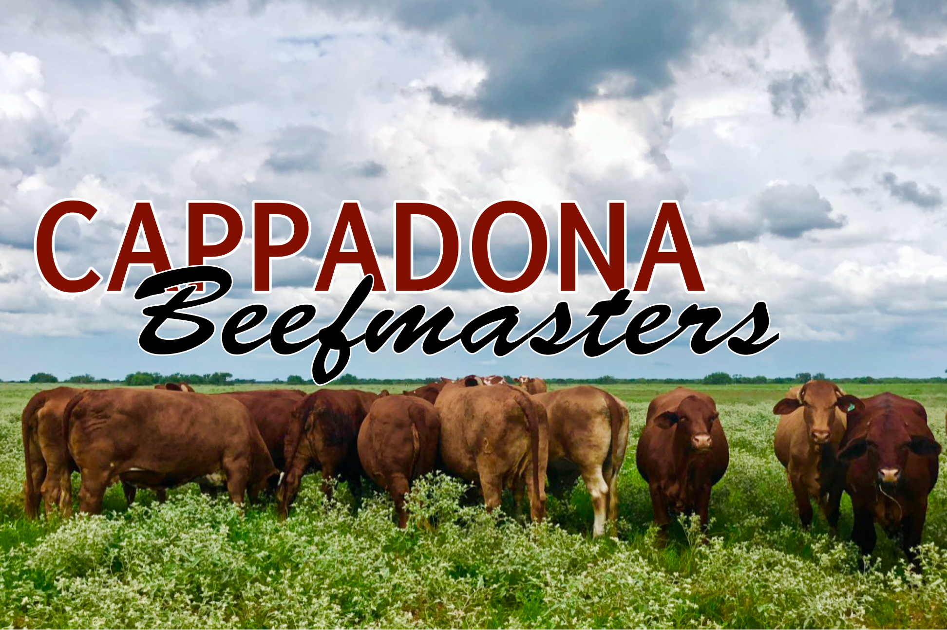 The History of Cappadona Beefmasters