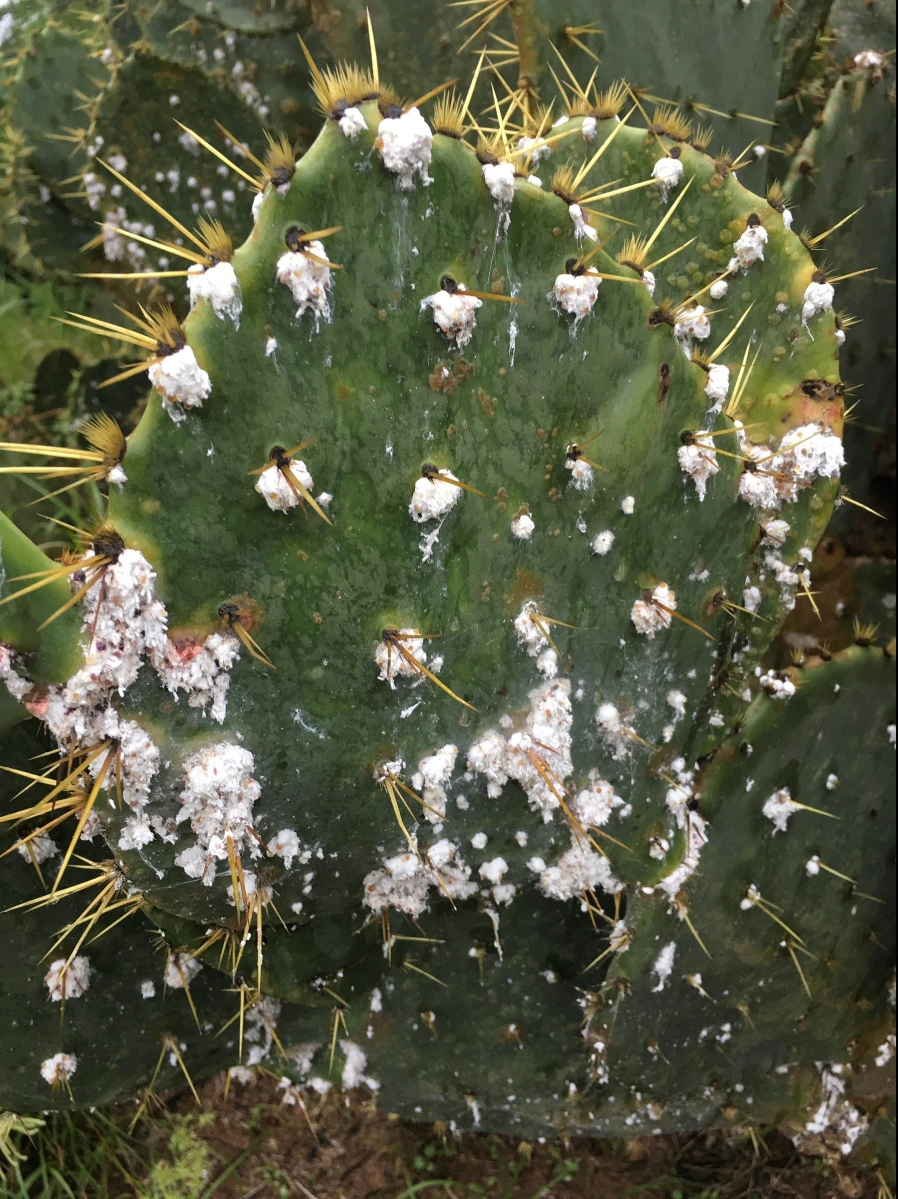 Prickly pear cactus covered with cochineal insects producing natural red dye in South Texas