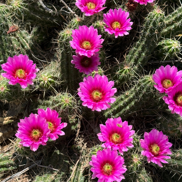 A Transformation in the Desert