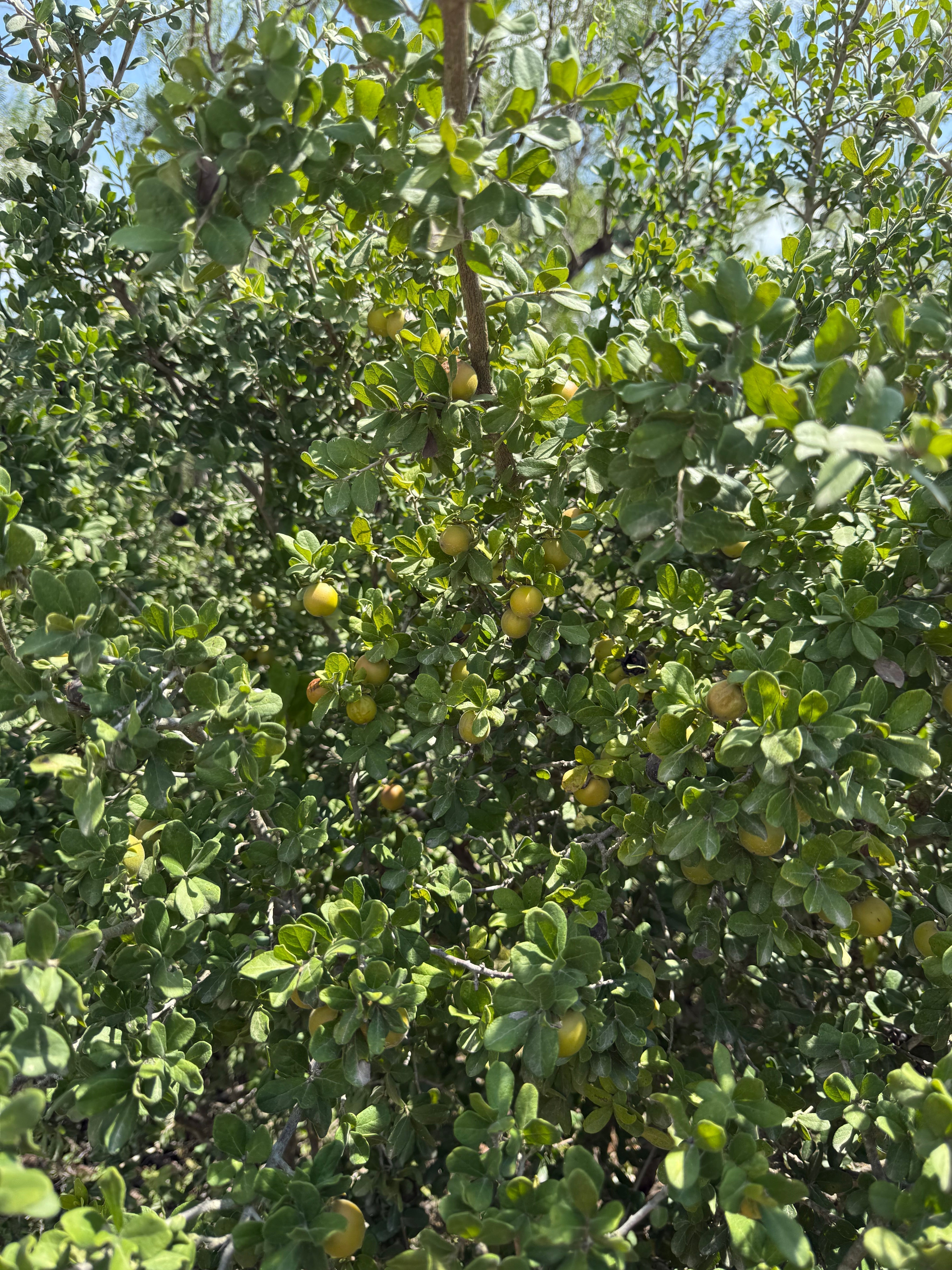 Texas persimmon tree full of fruit → texas-persimmon-tree.png