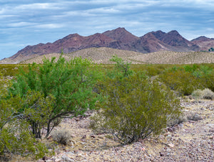 8 Types of Mesquite Trees Across South America and In Your Own Backyard