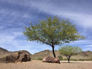Mesquite and Its Amazing Relationships in Nature