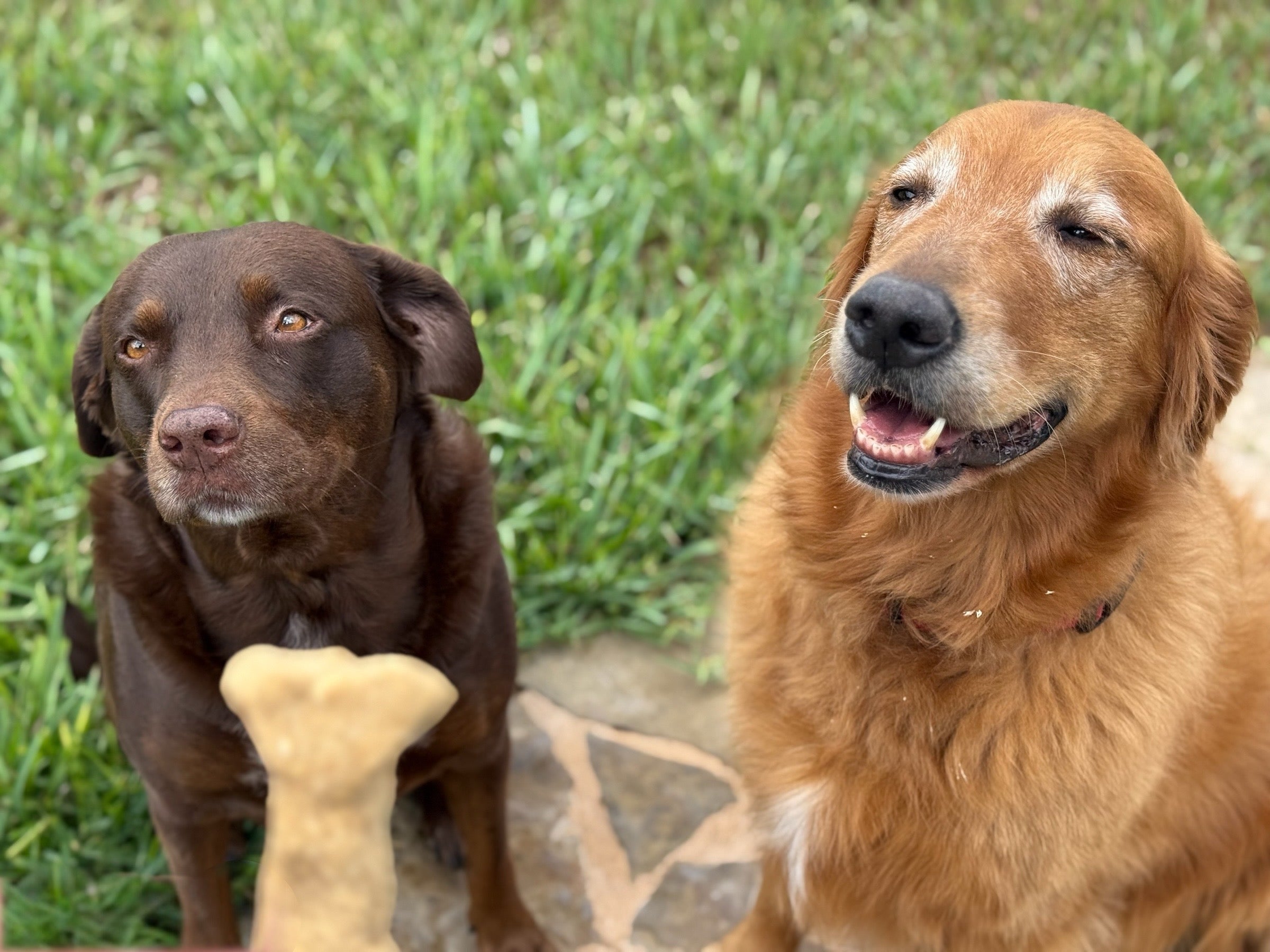 Mesquite Flour Dog Biscuits