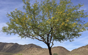 The Amazing Mesquite Tree