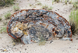 Stuck in the Past: Petrified Forests All Throughout Texas