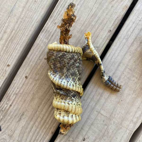 Texas Rattle Snake Skin With 6 Button Rattler  4'2"