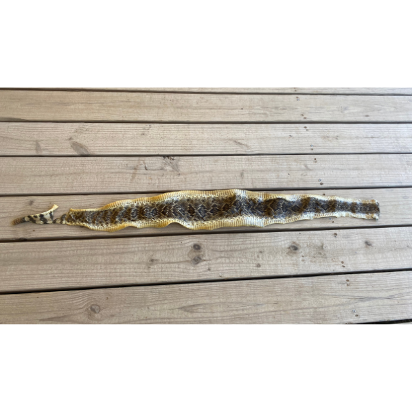 Texas Rattle Snake Skin With 6 Button Rattler  4'2"