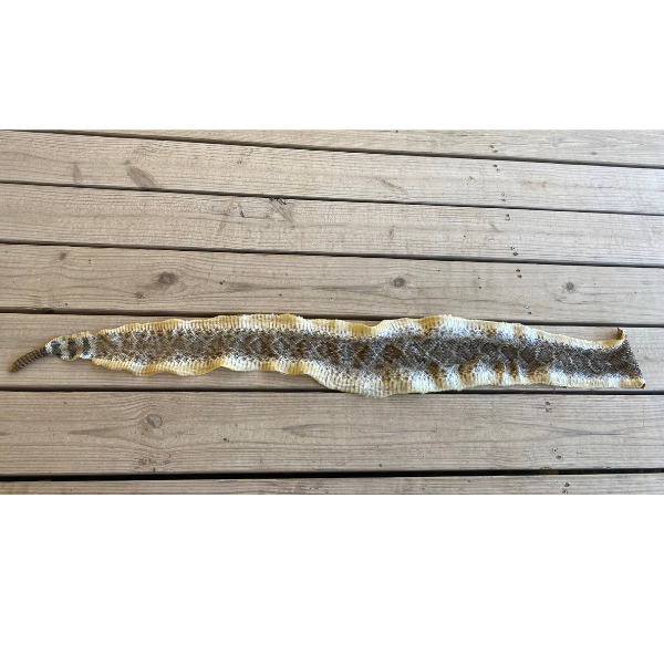 Texas Rattle Snake Skin With 10 Button Rattler 4'3"