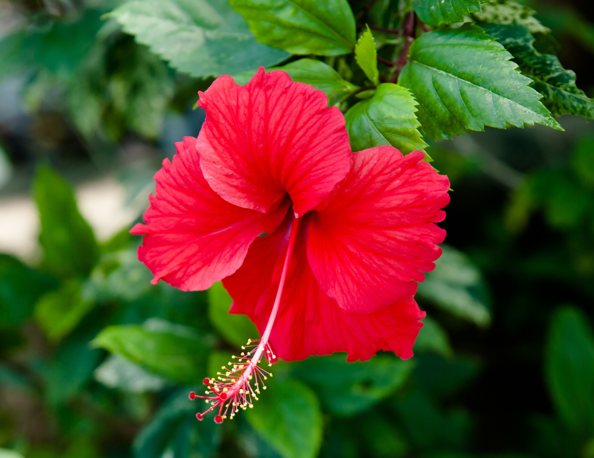 Hibiscus & Mesquite Bean Jelly – Floral, Tart & Naturally Sweet Texas Jelly