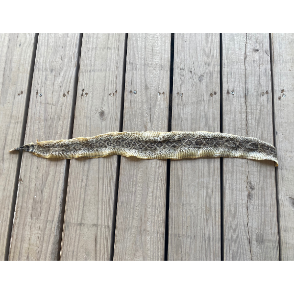 Texas Rattle Snake Skin With 6 Button Rattler 2'7"