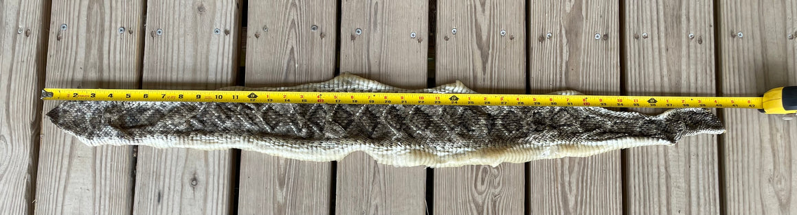 Texas Rattle Snake Skin Without Rattler 3'4"