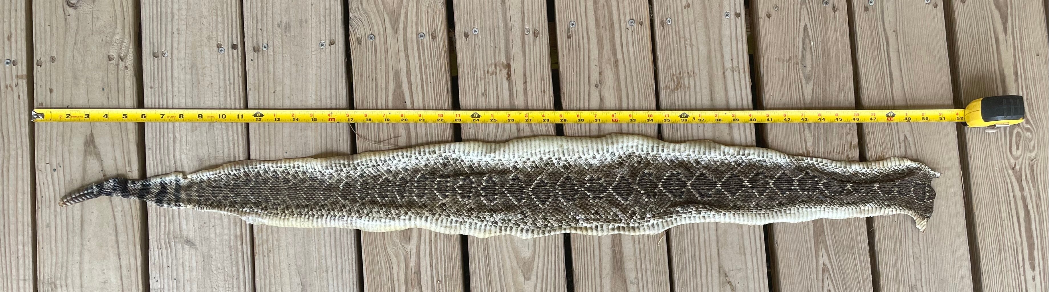 Texas Rattle Snake Skin With 8 Button Rattler 4'1.5"