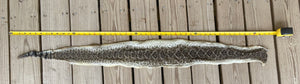 Texas Rattle Snake Skin With 8 Button Rattler 4'1.5"