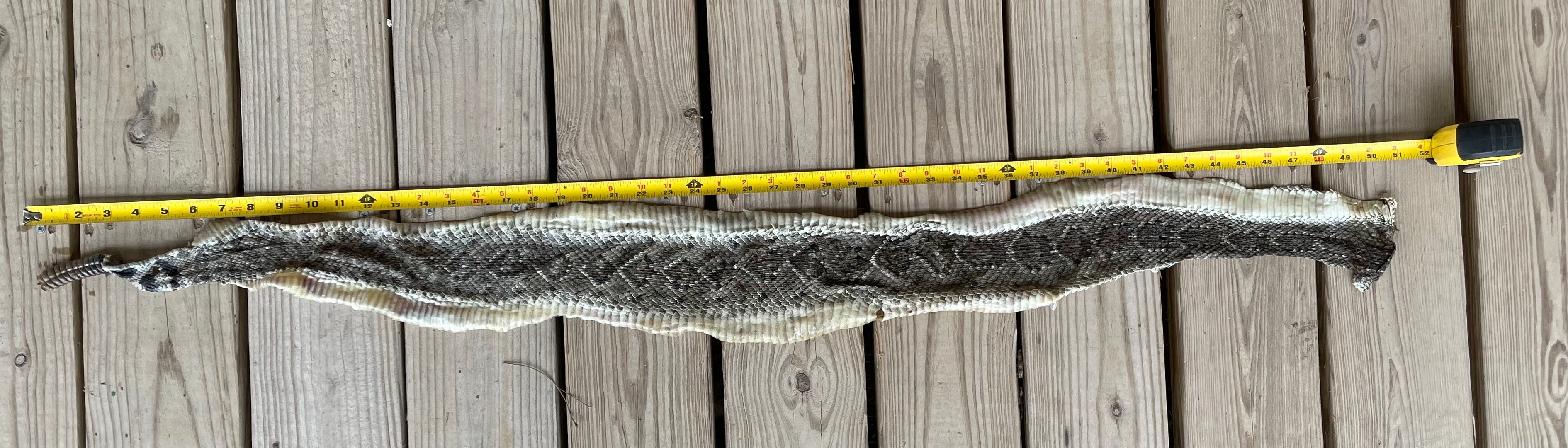 Texas Rattle Snake Skin With 11 Button Rattler 4'3"