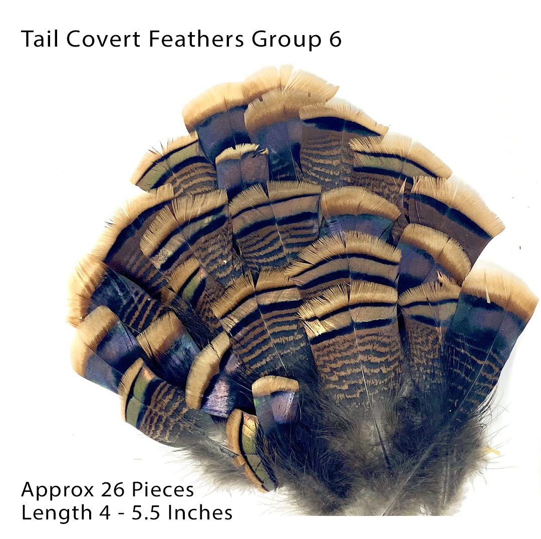 Texas Turkey Feathers (Sorry, but this item is currently sold out)