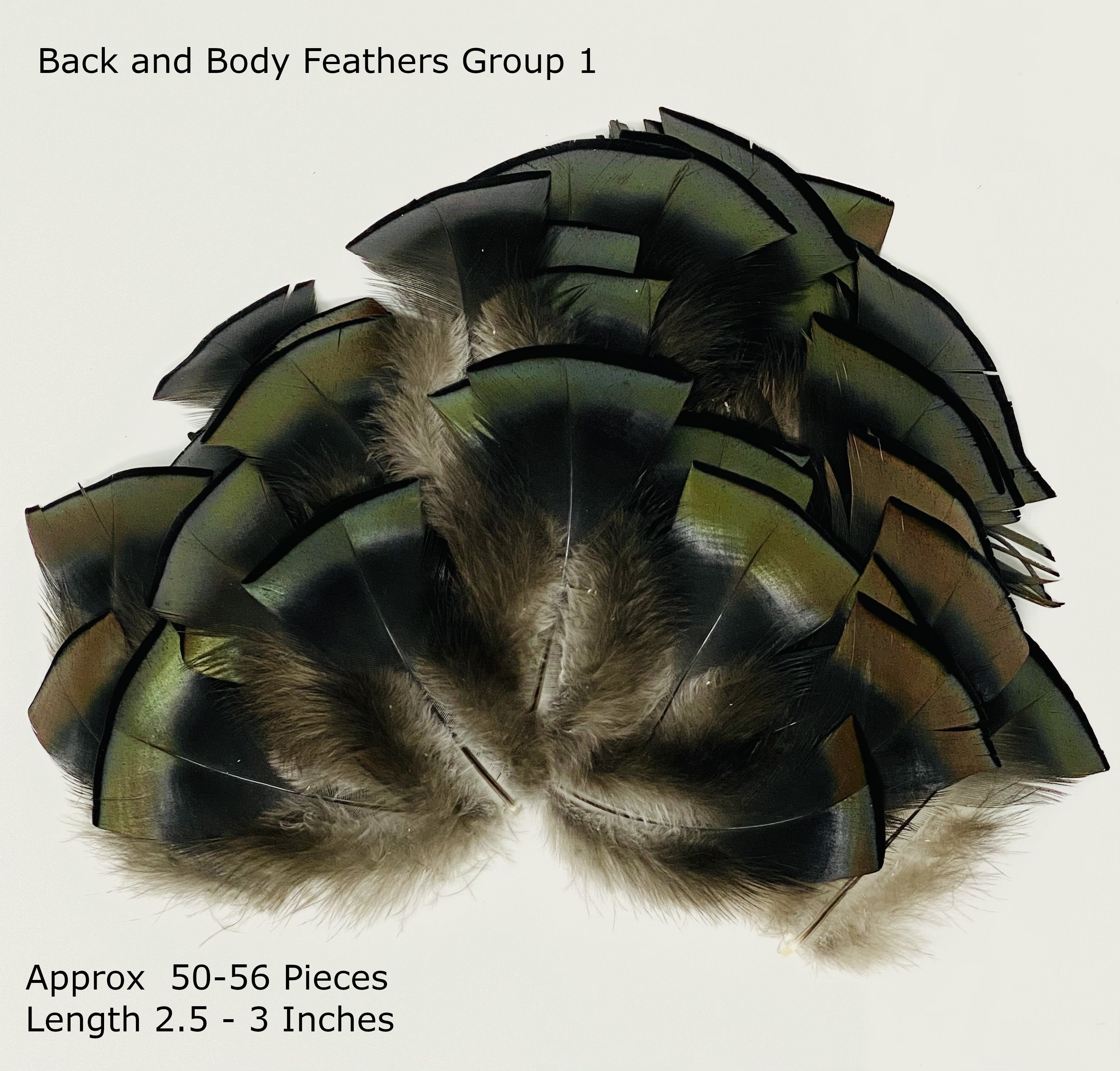 Texas Turkey Feathers (Sorry, but this item is currently sold out) -  Cappadona Ranch